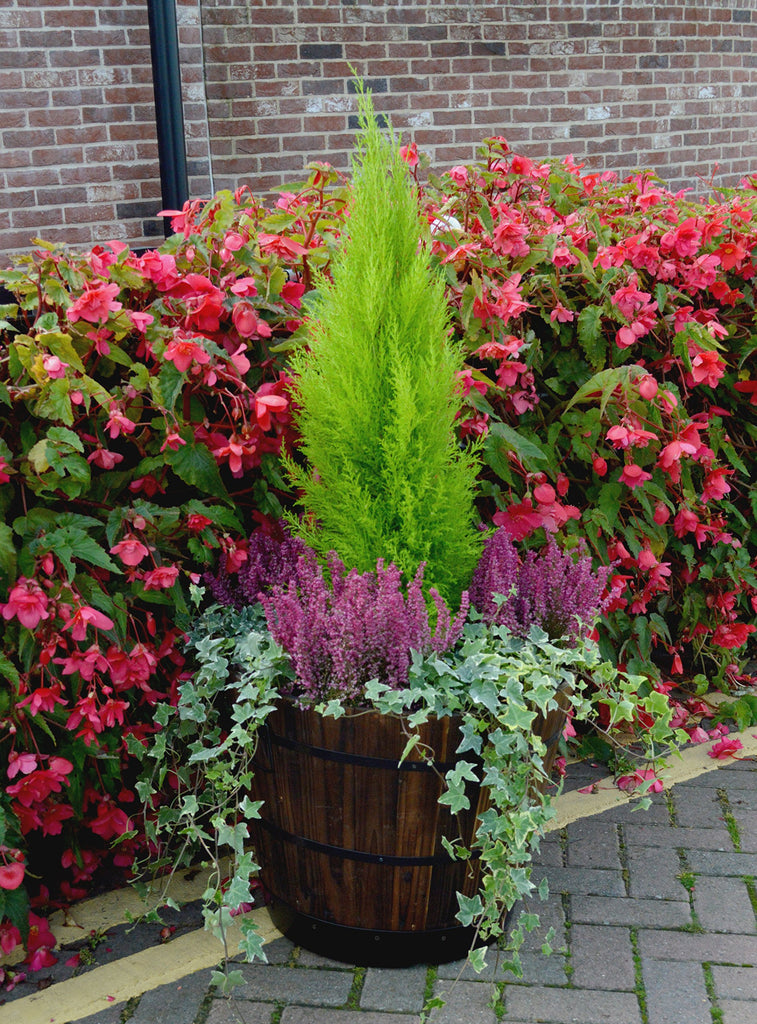 Barrel Planter Small 37cm Burnt Oak